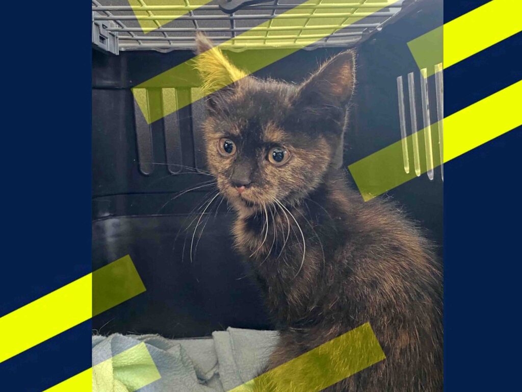 Babykatze aus Radkasten gerettet