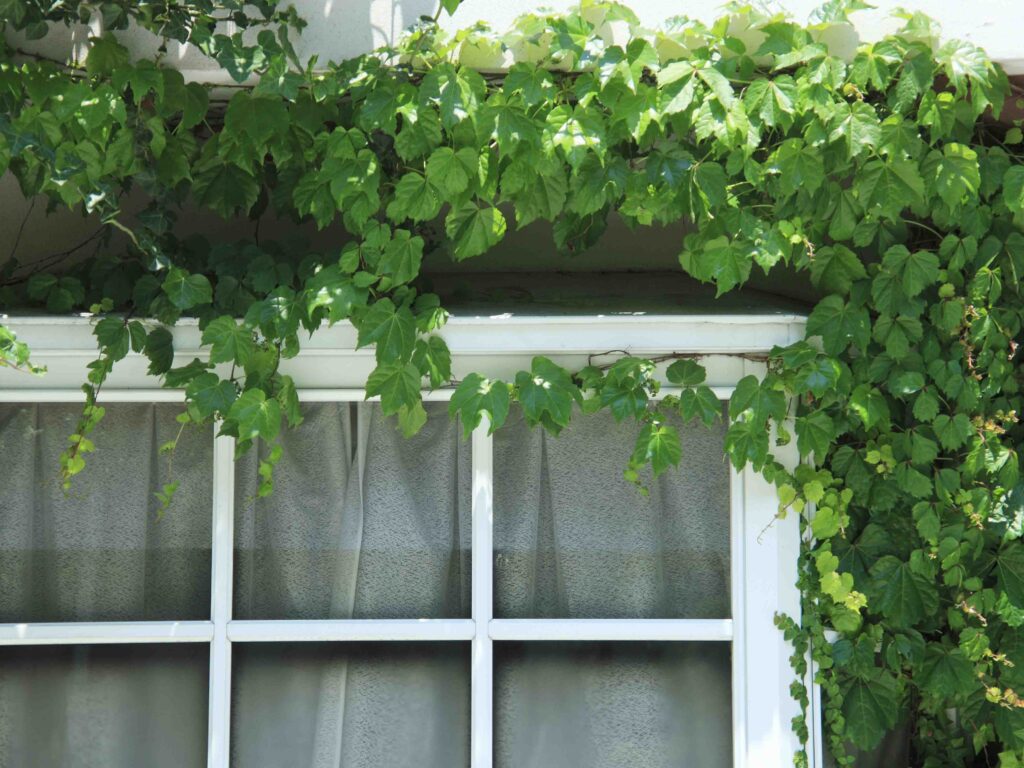 Wussten Sie schon, dass begrünte Fassaden als natürliche Klimaanlage wirken können?