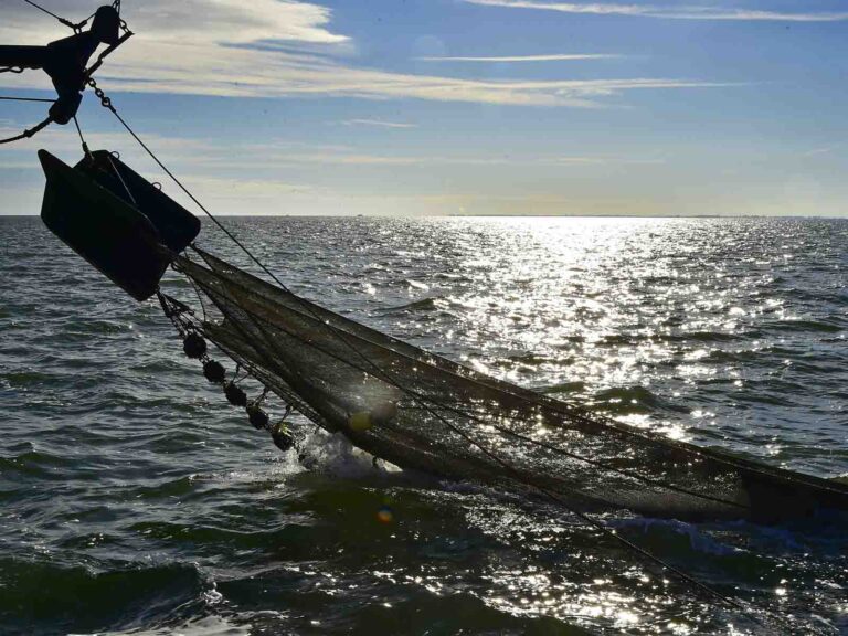 Netz wird zum Fang ins Meer gelassen