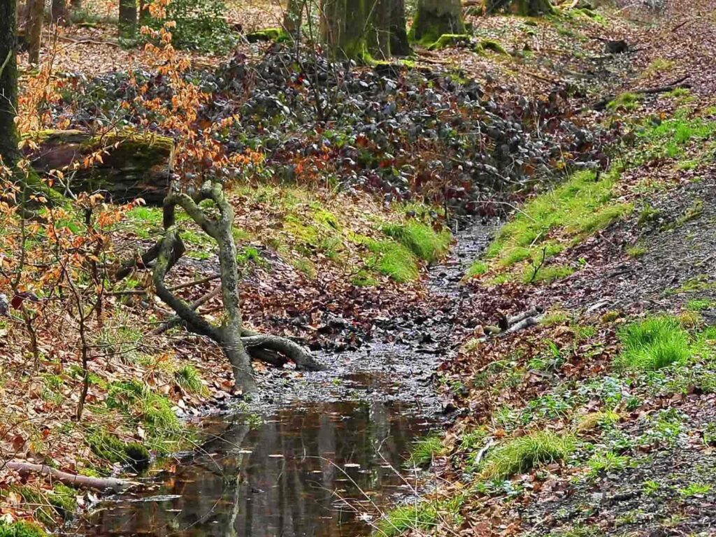 Entwässerungsgraben im Duisburger Stadtwald