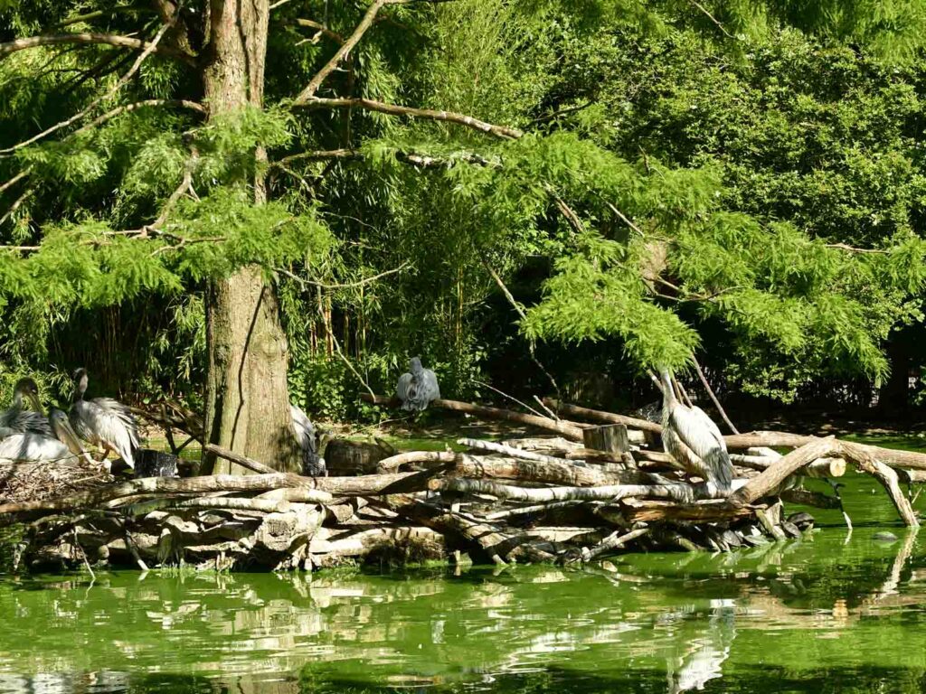 Pelikaninsel im ZOO Duisburg