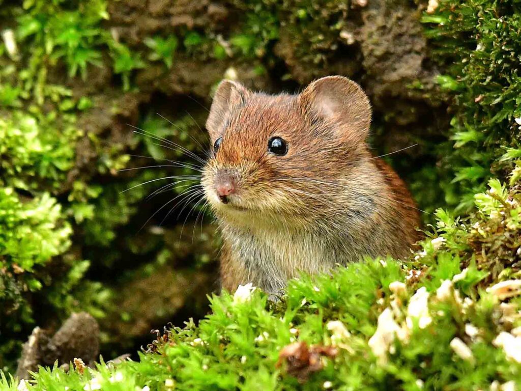 Die Rötelmaus ( Myodes glareolus )