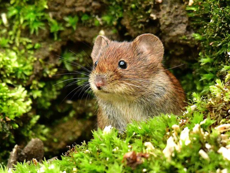 Die Rötelmaus ( Myodes glareolus )
