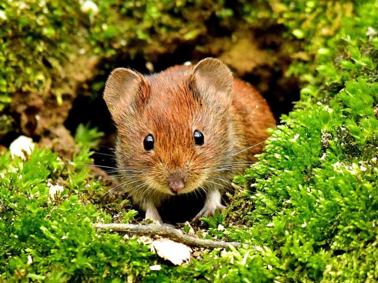 Kostenlose Vater-Kind-Exkursion im Biegerpark: Tiere im Wald entdecken Die Rötelmaus ( Myodes glareolus )