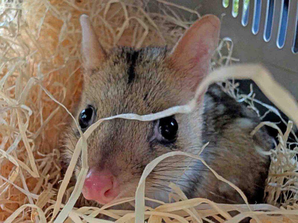 Tüpfelbeutelmarder schaut aus dem Stroh