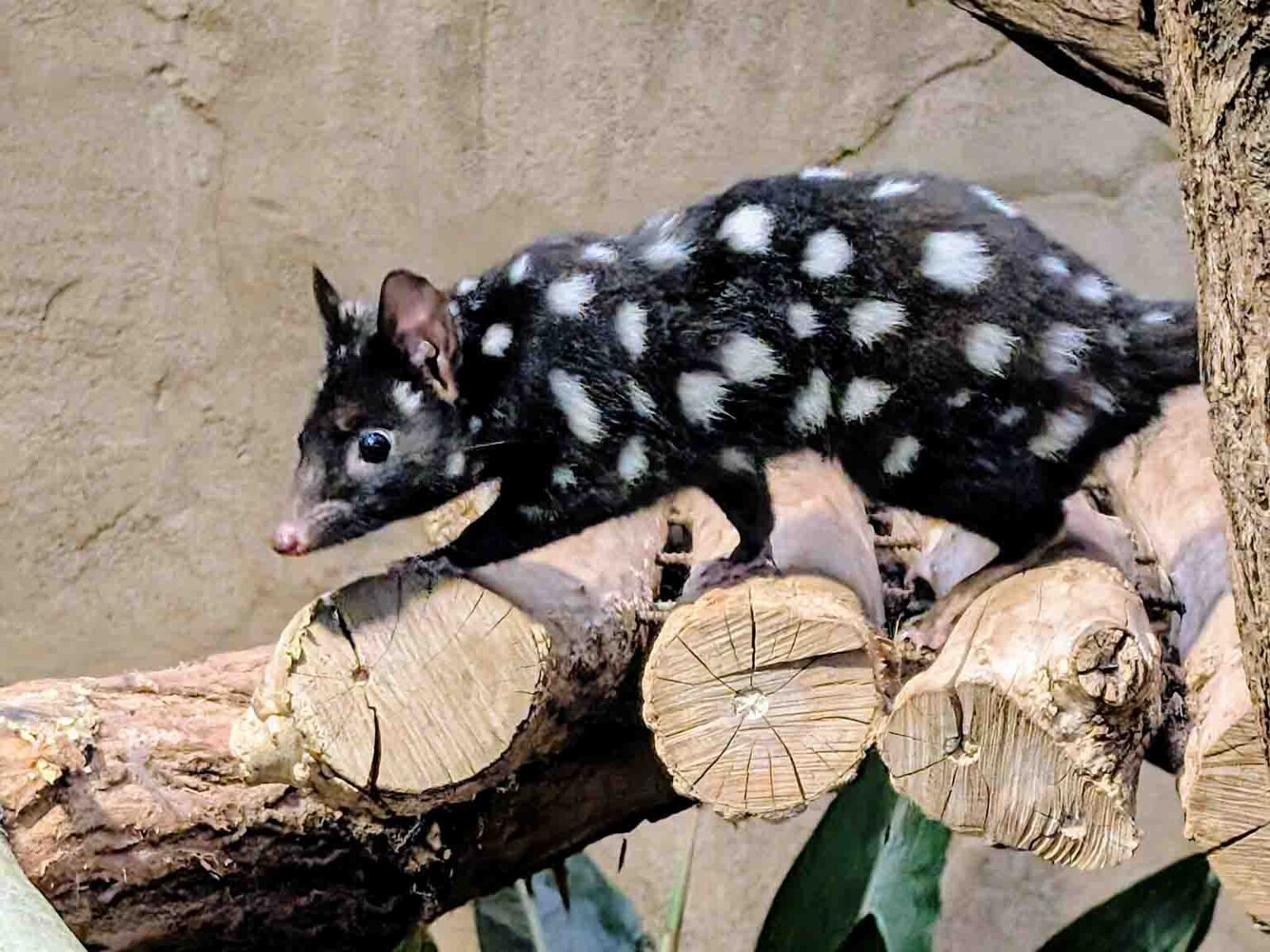 Tüpfelbeutelmarder schleicht durchs Gehege