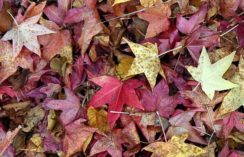 Herbstlich-buntes Ahornlaub