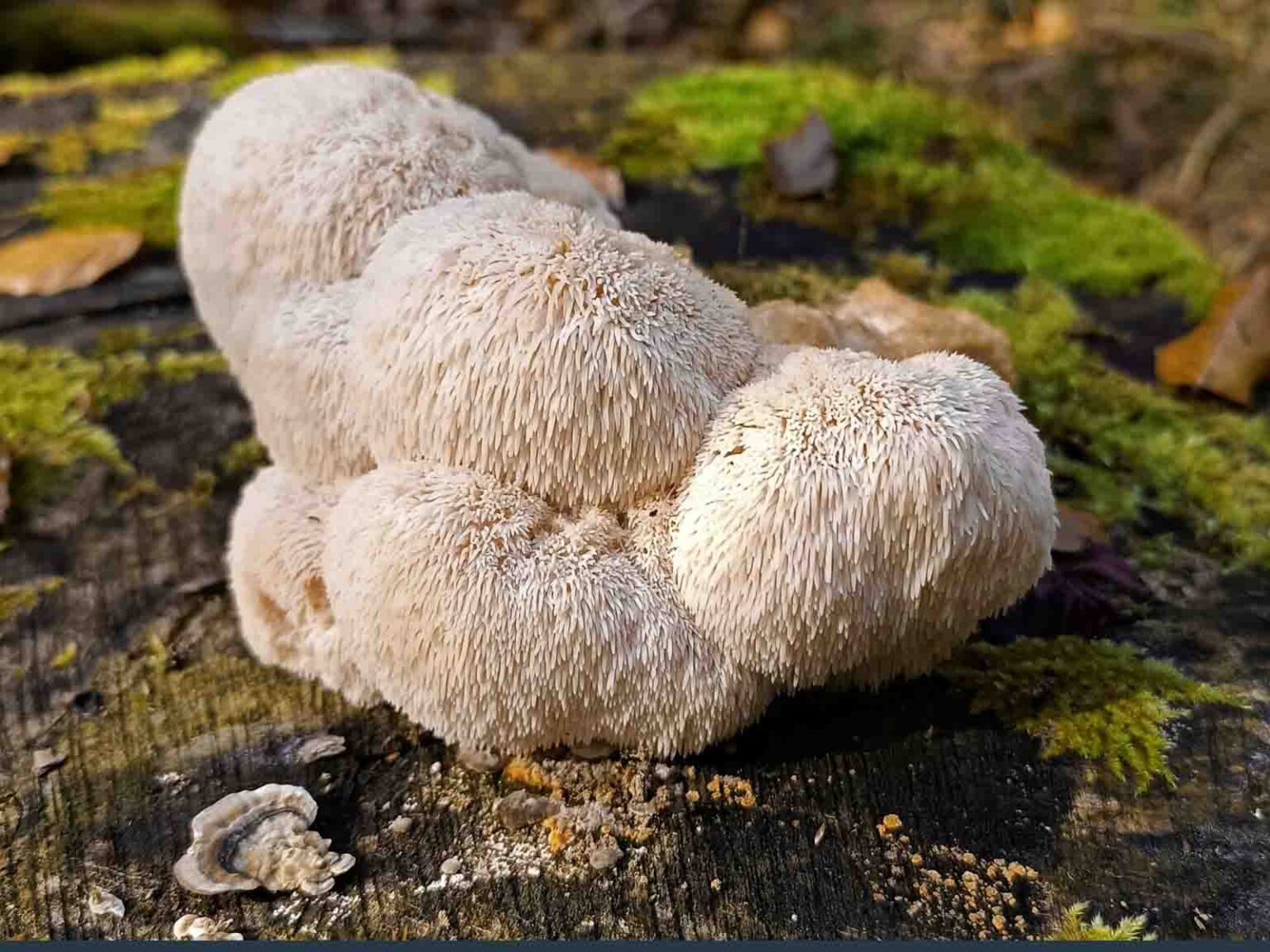 Die weissen Fruchtkörper des Igelstachelbarts erscheinen im Herbst an Totholz von Eichen oder Buchen.
