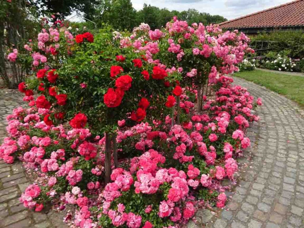 Ein duftender Rosengarten in Seppenrade