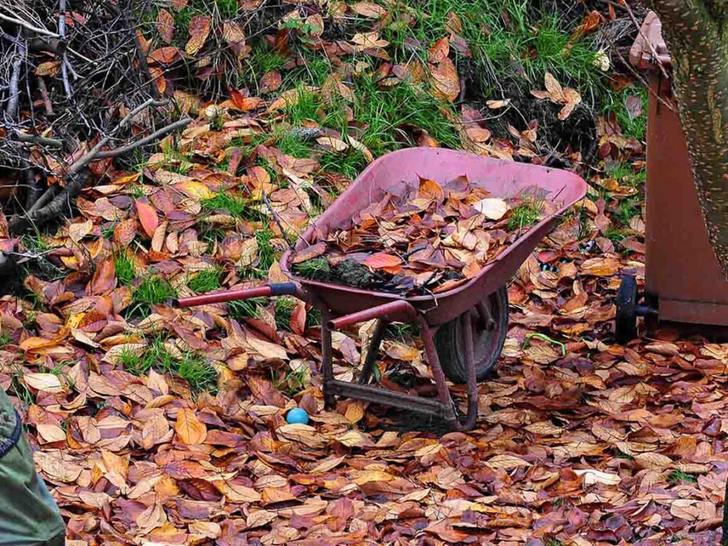 Gartenarbeit, Laubsammeln mit Schubkarre