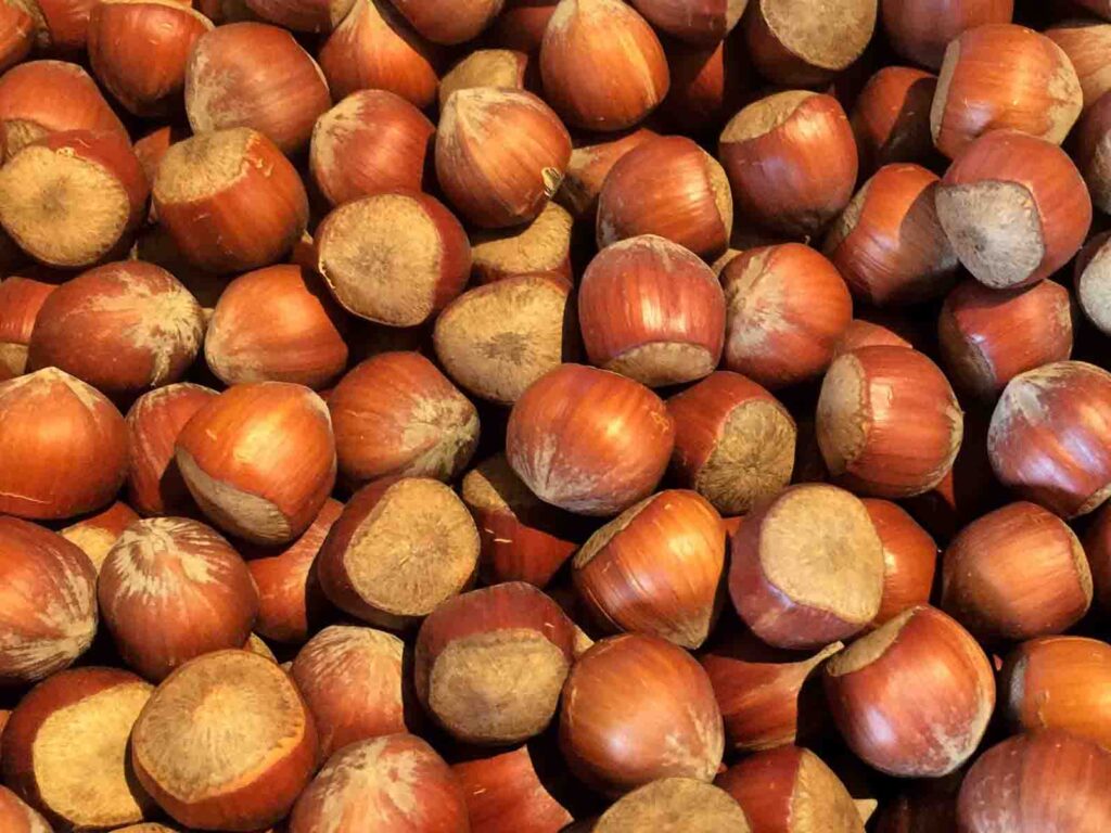 Haselnüsse
