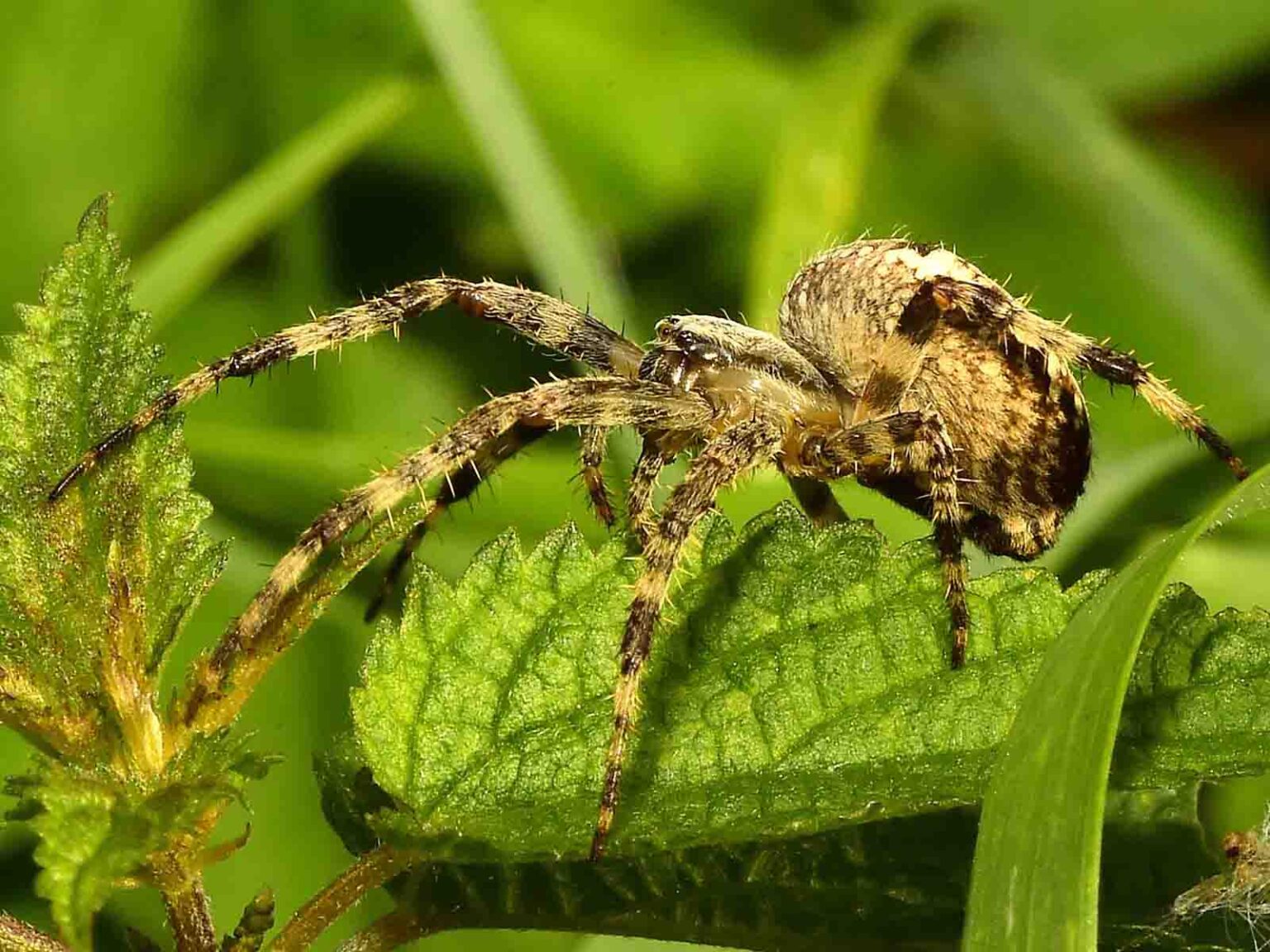 Gartenkreuzspinne