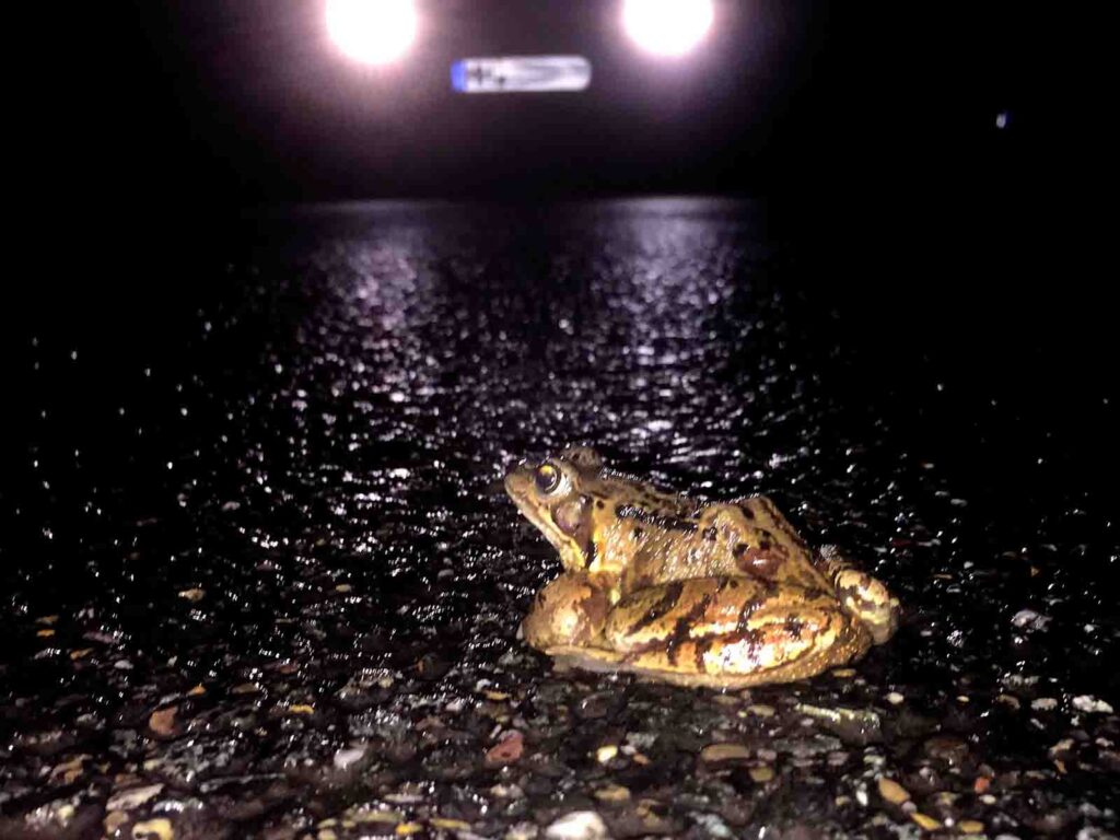 Gefährlichee nächtliche Krötenwanderung