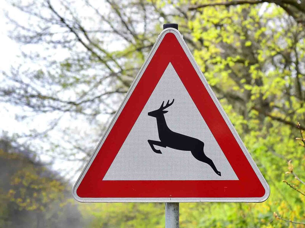 Warnschild vor dem Wildwechsel