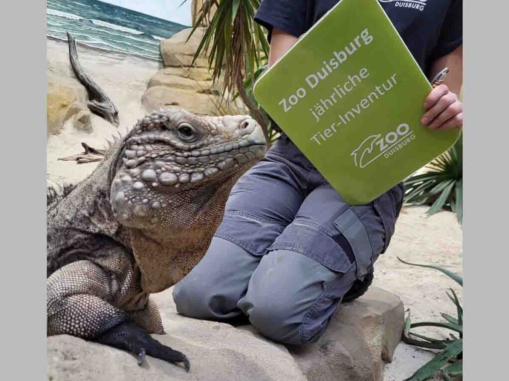 Inventur im Zoo Duisburg, Leguan