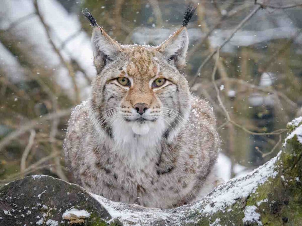 Zoo-Feierabendticket gilt im Winter auch an Wochenenden Zootier, Schneeleopard