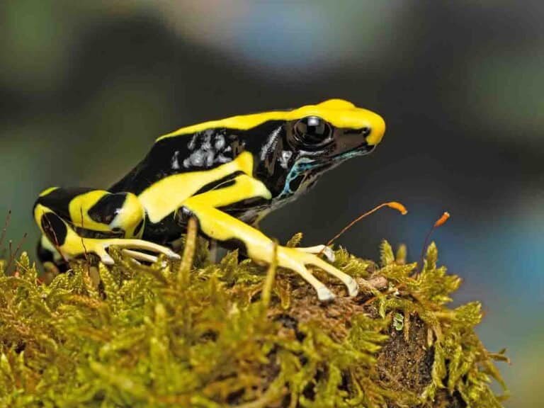Pfeilgiftfrosch ( Dendrobates tinctorius )