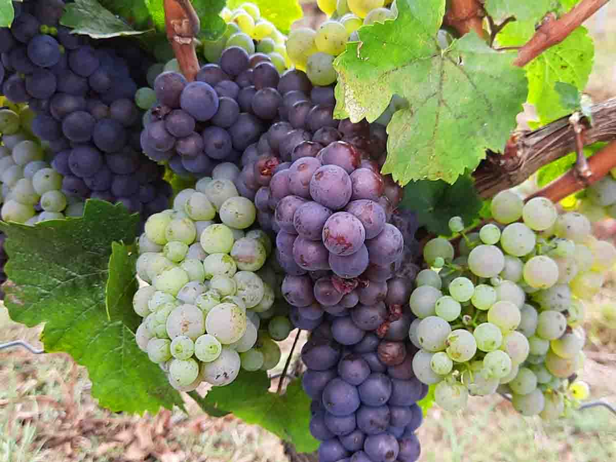 Weinreben mit Trauben