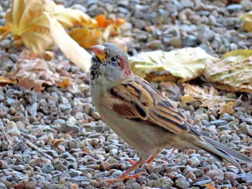 Spatz/Sperling