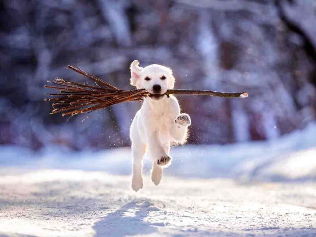 Haustiere im Winter: Brauchen Balu, Bella & Co. an kalten Tagen mehr Futter? Golden retriever puppy outdoor on the snow in winter