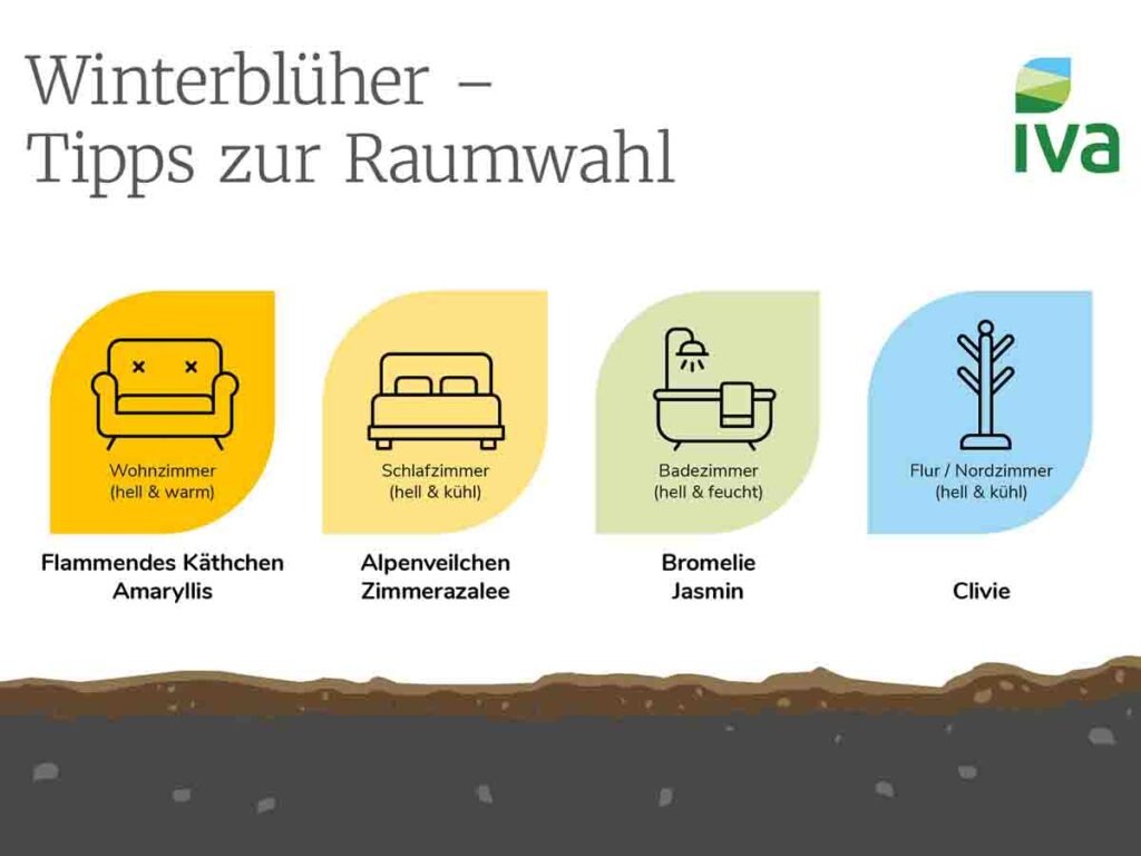 Zimmerpflanzen im Winter: So bringen Winterblüher Farbe in jeden Raum Statistik