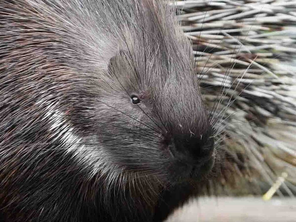 Endspurt im Crowdfunding für Naddel und Dieter Stachelschwein Naddel