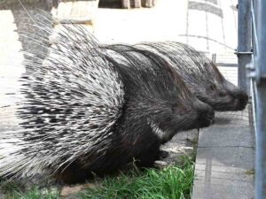 Stachelschweine Naddel und Dieter