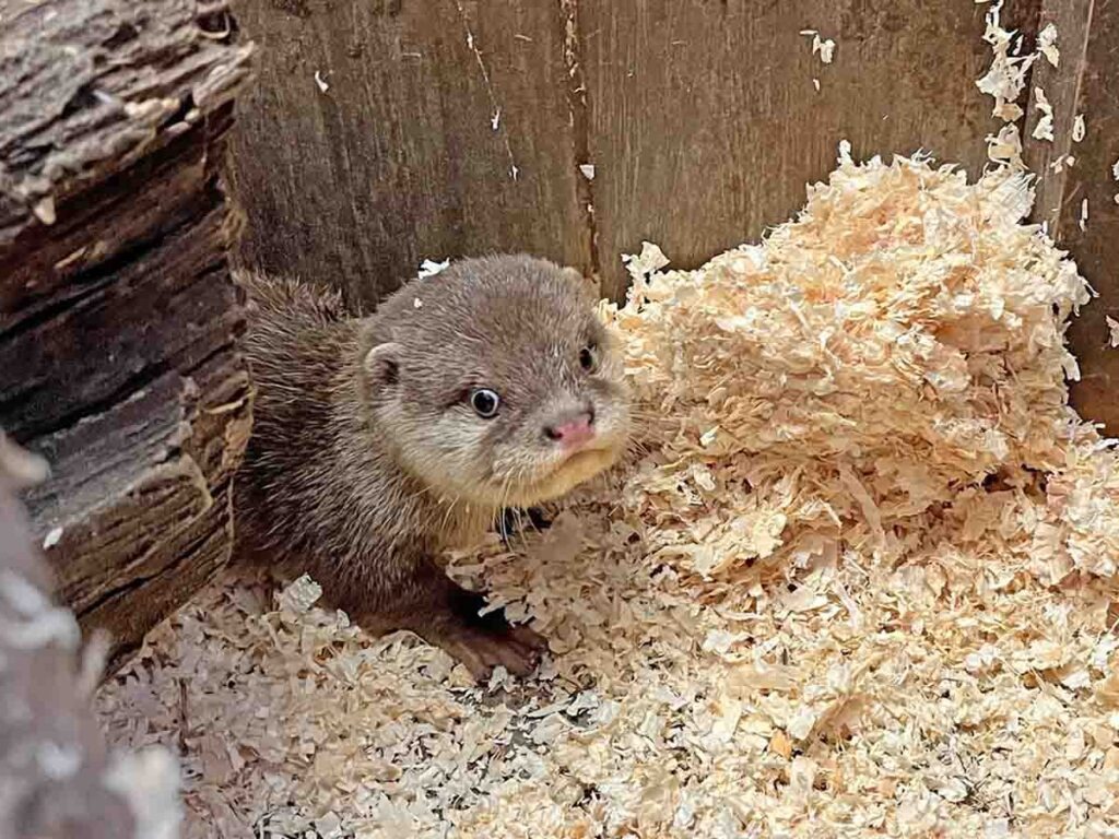 Zwergotter (Jungtier)