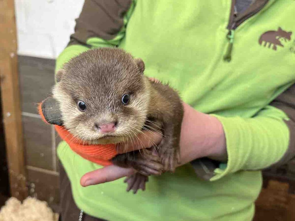 Zwergotter (Jungtier)