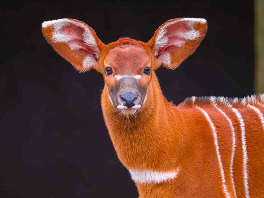 Besondere Zoo-Themenführungen im Februar und März Ostafrikanische Bongo-Antilope