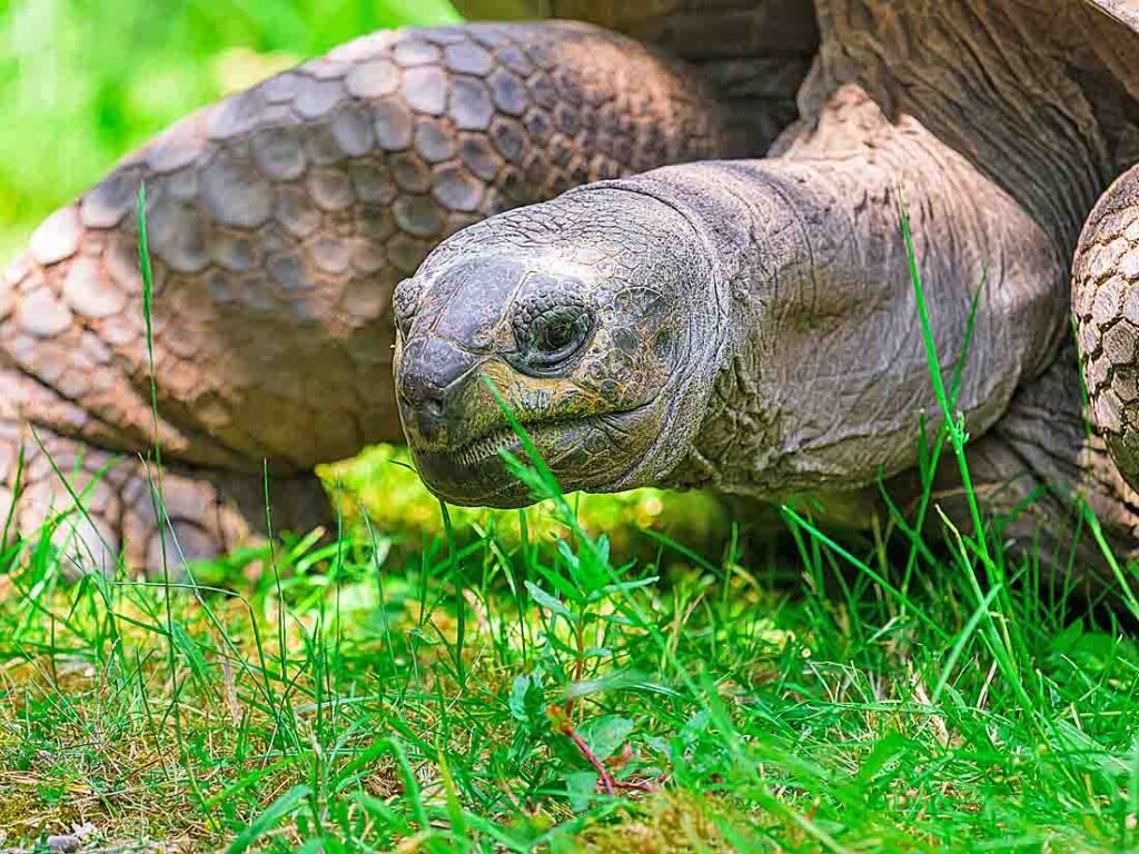 Zoo Duisburg erhält Großspende für langsame Riesen Riesenschildkröte im Zoo Duisburg