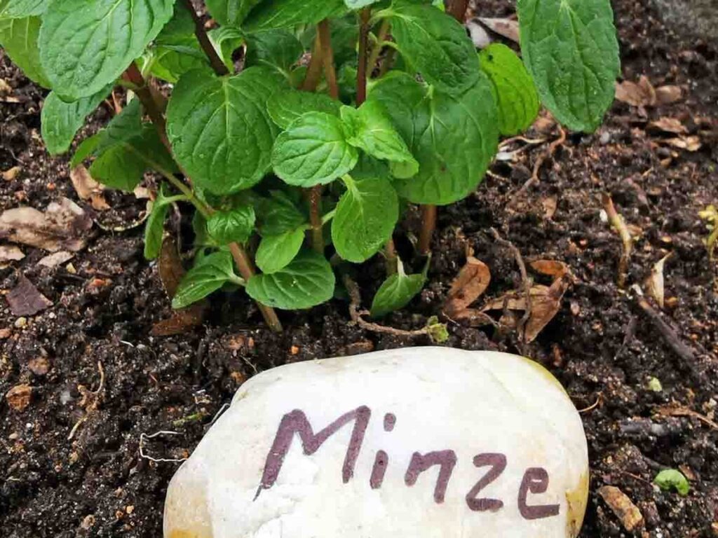 Beschrifteter Kiesel, Wort Minze