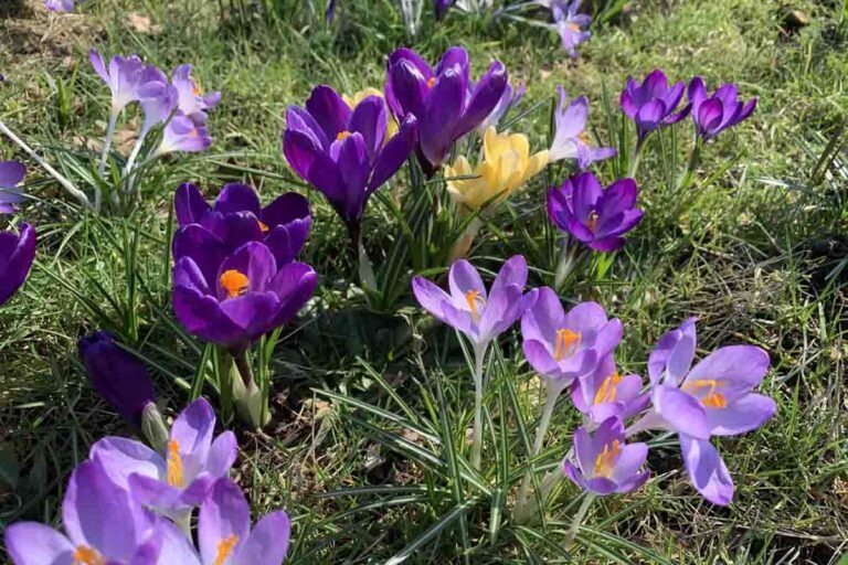 Neue Landlust-Ausgabe: Die Sehnsucht nach Frühling wächst. Krokusse