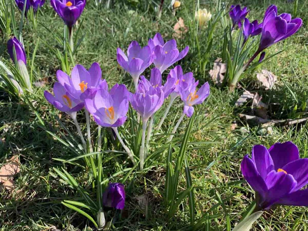 Krokusse