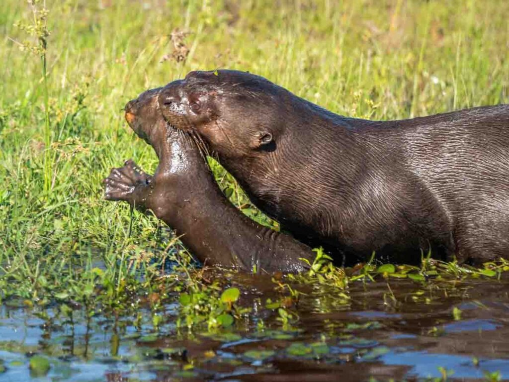 Zwergotter-Muttertier mit Jungtier