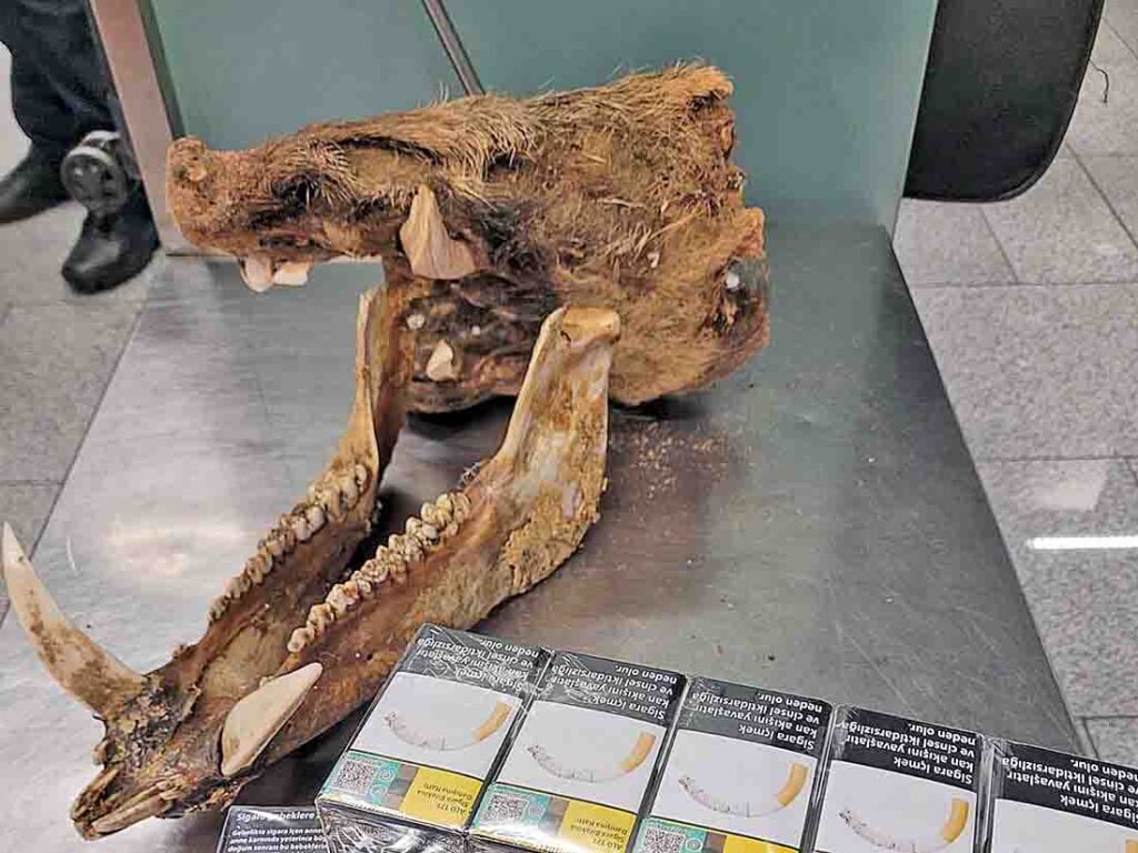 Wildschweinschädel und geschmuggelte Zigaretten