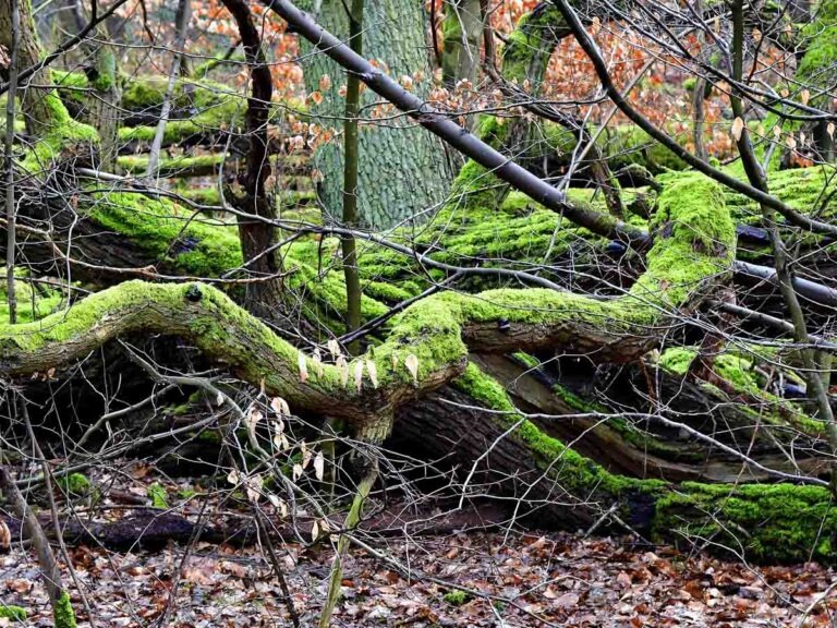 Bemooster Bruchwald