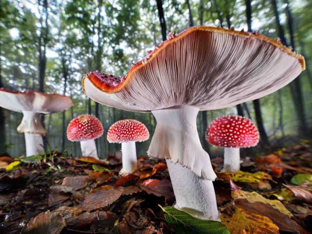 Fliegenpilze (Agorastos papatsanis)