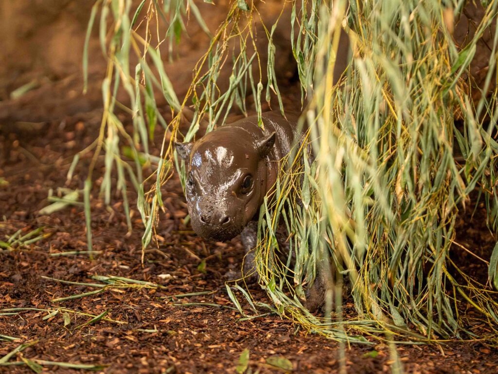 Kleines Zwergflusspferd stellt sich schüchtern vor