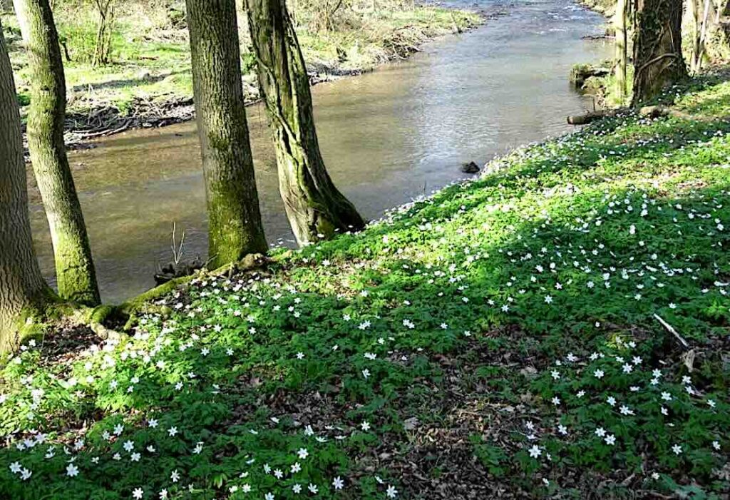 Waldiger Uferbereich mit blühenden Buschwindröschen