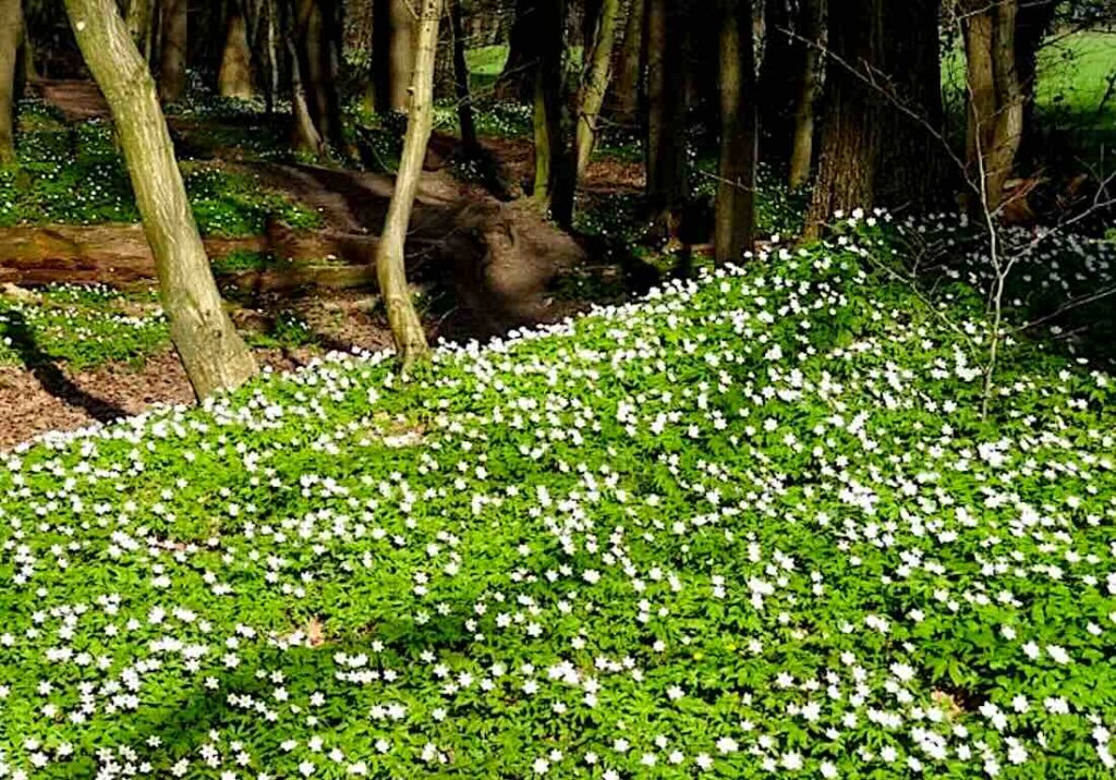 Frühblühende Buschwindröschen wohin man schaut
