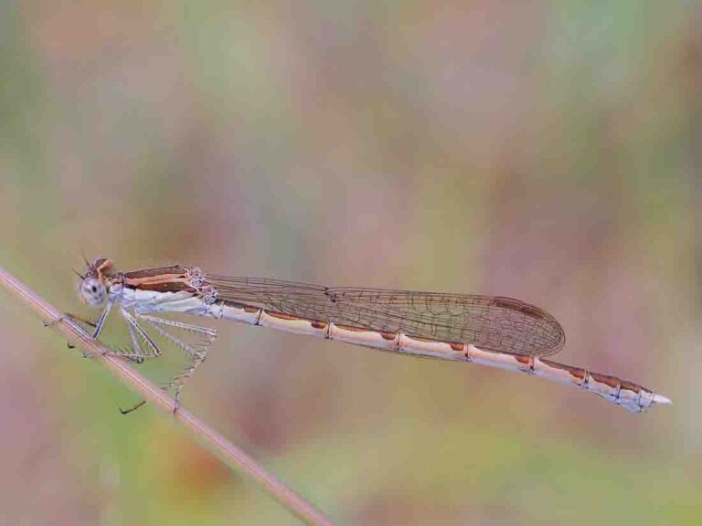 Libelle