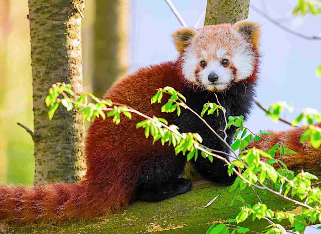 Der kleine "Feuerfuchs" Beau (Roter Panda)