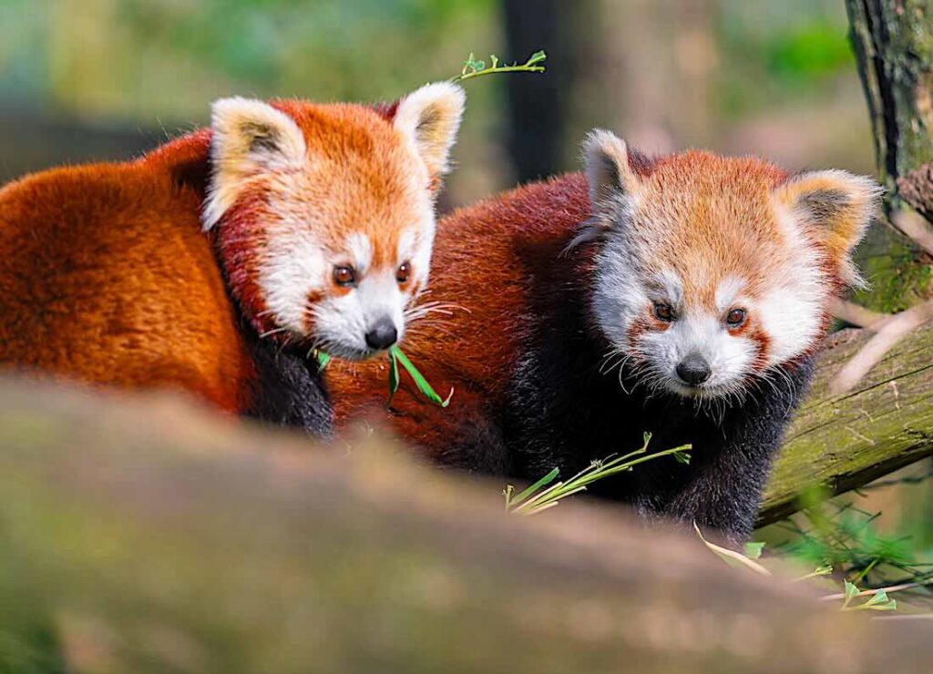 Panda-Pärchen Beau und Malou (Rote Pandas)