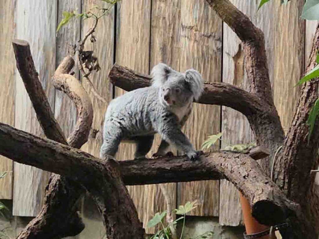 Zoo Duisburg begrüßt das Koalaweibchen INALA Koalabärin auf Baumstamm