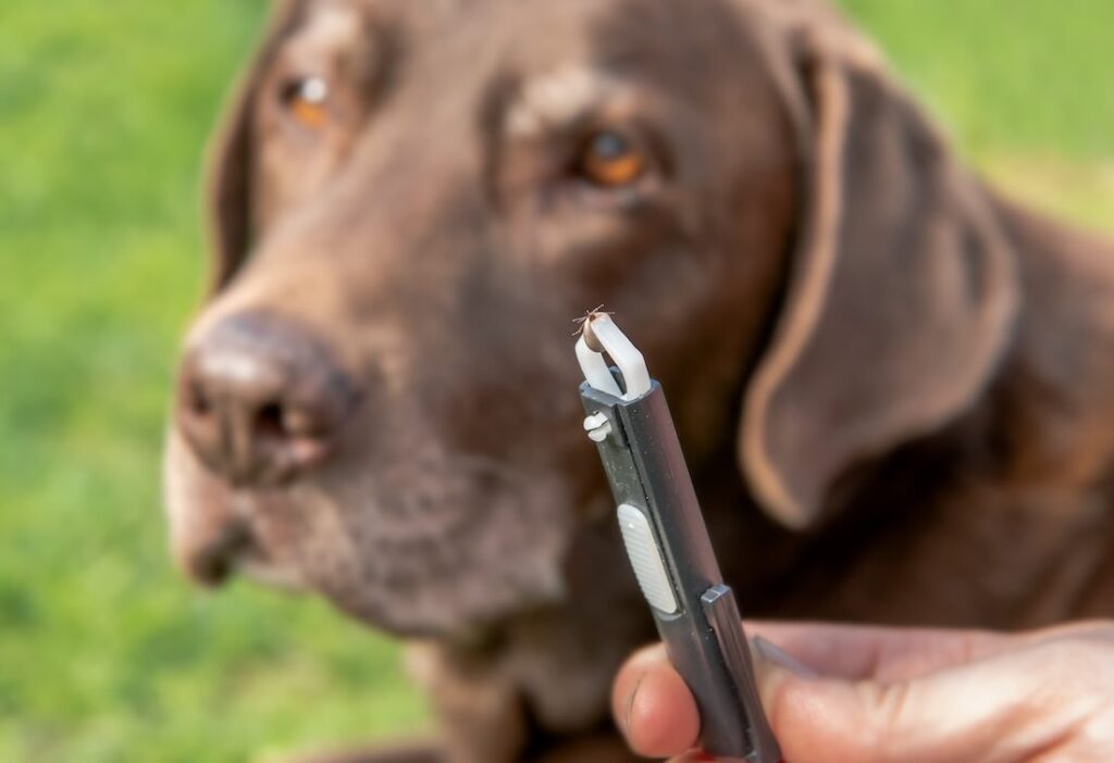 Achtung, Zecken! Hunde und Katzen regelmäßig kontrollieren Zeckenzangen mit Zecke