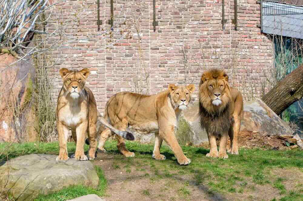 Erlebnistag Raubtiere im Zoo Duisburg Löwen