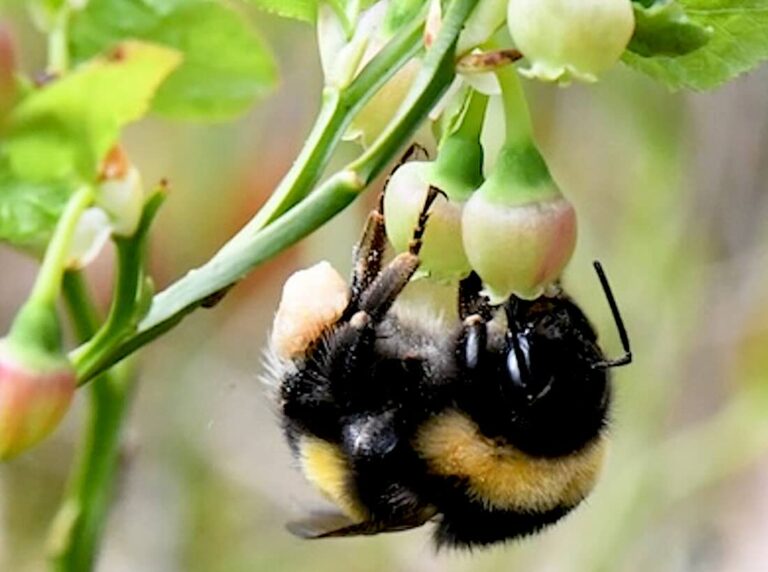 Große Erdhummel