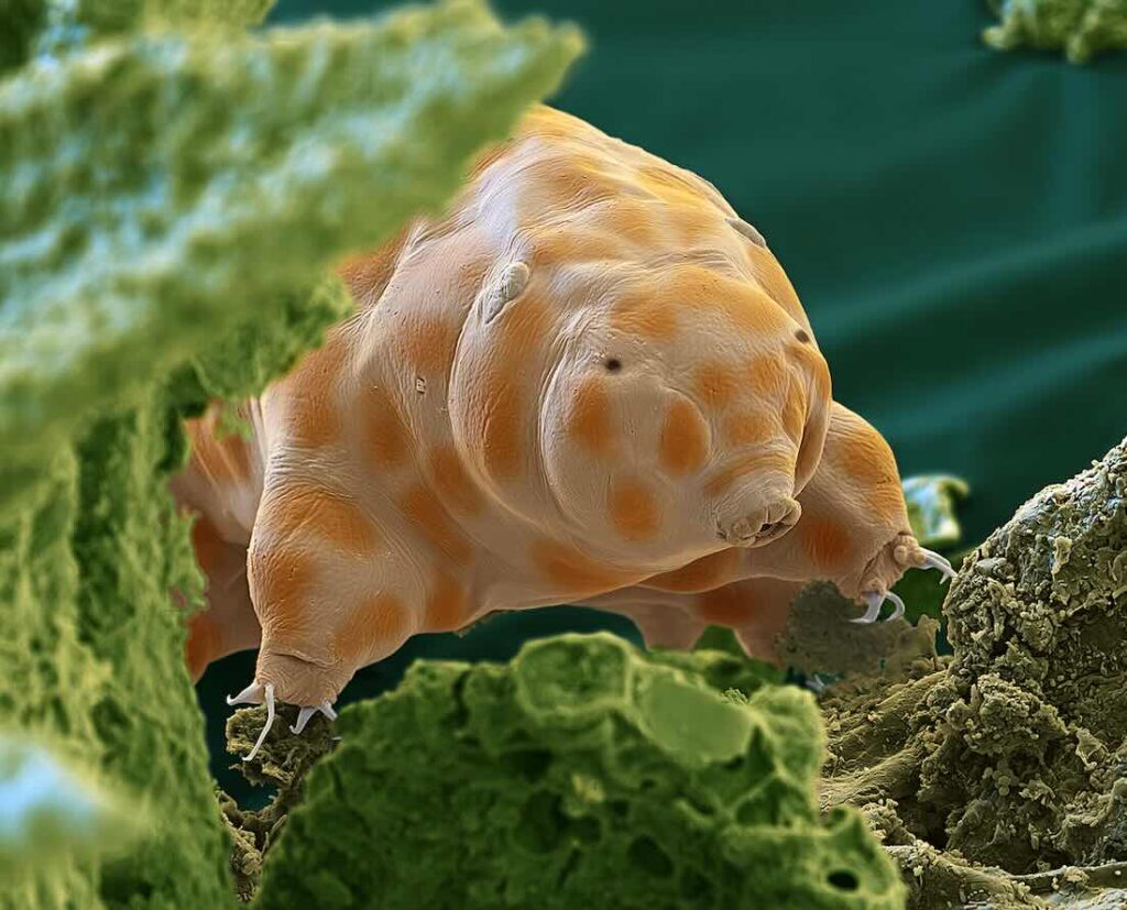 Rasterelektronenmikroskopische Aufnahme eines Bärtierchens oder Tardigraden.