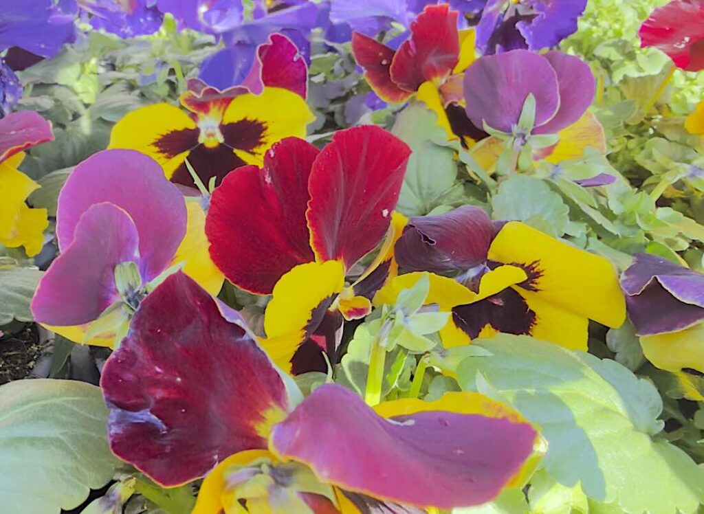 Blumen